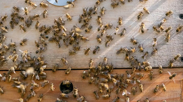 A Guide to Raising Bees Alongside Pets and Livestock