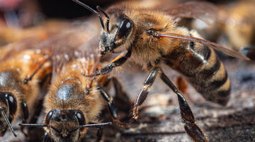 What’s the Lifespan of a Drone Honeybee?