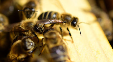 Why Honeybees Are Great at Grooming Themselves