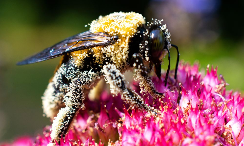 How Do Bees Collect Pollen From Flowers?