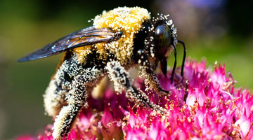 How Do Bees Collect Pollen From Flowers?