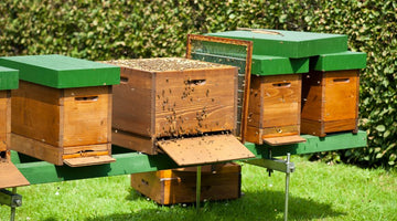 Advantages of Honeybee Nuc Hives for Beekeepers