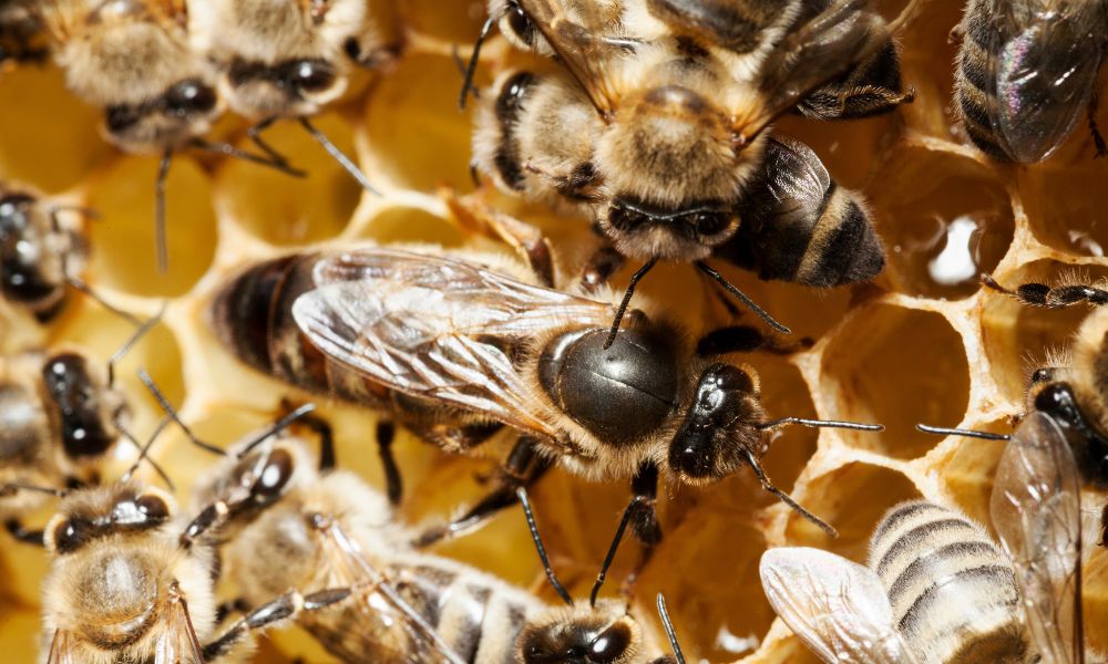 What’s the Role of a Queen in a Beehive?