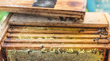 The Mental Health Benefits of Beekeeping