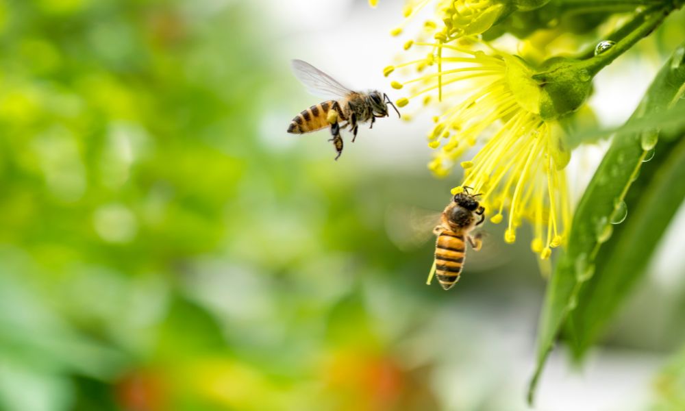 A Guide to the Way Honeybees Communicate