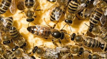 How Beekeepers Find the Queen of the Beehive