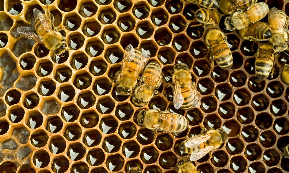 Examples Beehive Structure Understanding the Social Structure of a Beehive