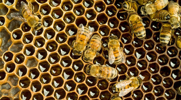 Understanding the Social Structure of a Beehive