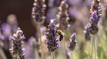7 Plants To Boost Your Beehive’s Productivity