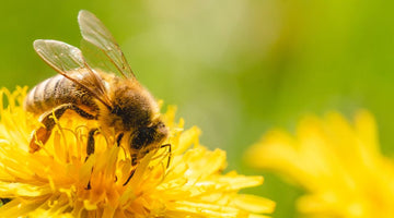 Honeybee Nutrition: Feeding Your Colony for Optimal Health