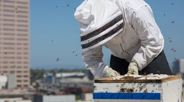 Urban Beekeeping: Tips for Owning a Hive in a City