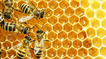 12 Signs Your Beehive Is Healthy and Happy