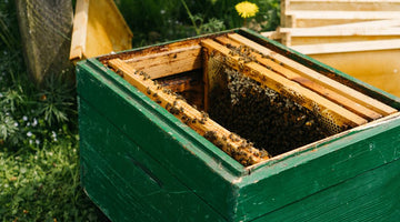 Finding the Perfect Location for Your Beehive