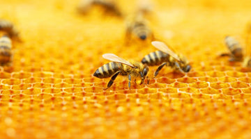 Beehive Inspection Checklist: Ensuring Health & Productivity