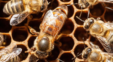 5 Tips for Maintaining Healthy Queen Bees
