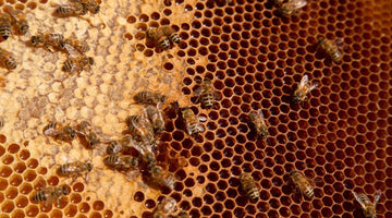 How Beekeepers Can Combat Colony Collapse Disorder