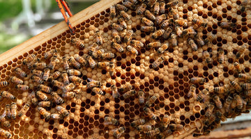A Guide to Starting a Beekeeping Business