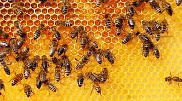 How Selective Breeding Improved Disease Resistance in Bees