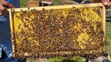 How to Prepare for Your First Shipment of Honeybees