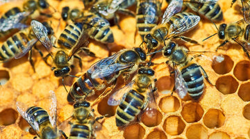 How To Start a Queen Rearing Program Using Mated Queen Bees