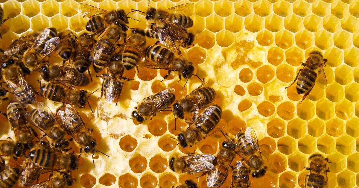 Bees Shp How VSH Bees Are Revolutionizing Mite Control