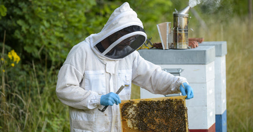 A Quick Guide to the Beekeeping Tools and Equipment You Need