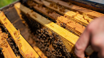 The Ultimate Guide to Buying Your First Hive