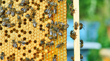 Mated vs. Breeder Queen Bees: What’s the Difference?