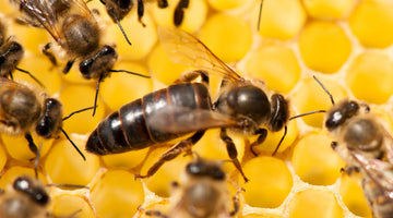 The Life Cycle of a Queen Bee: From Egg to Hive Leader