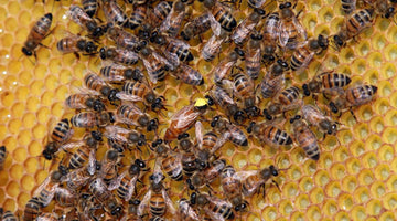 Understanding the Different Breeds of Honeybees