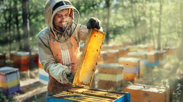 Buying Honeybees Online: A Guide for First-Time Beekeepers