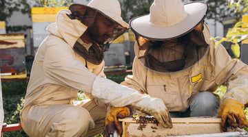 Bee Nucs vs. Full Hives: Which One Should You Start With?