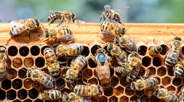 Mated Queen Bees vs. Virgin Queens: What’s the Difference?