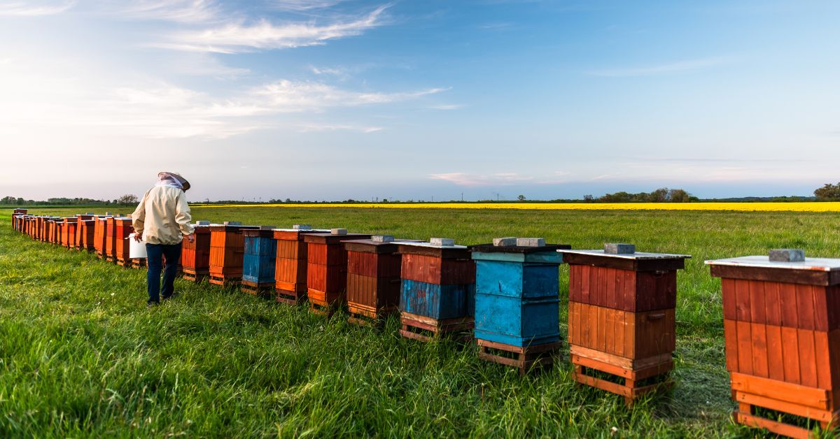 Open Bee Box How To Choose the Right Bee Box for Your Colony