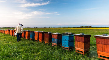 How To Choose the Right Bee Box for Your Colony