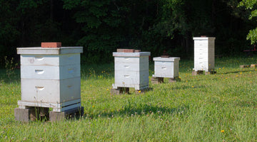 How To Maintain and Store Bee Boxes for Long-Term Use