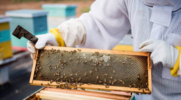 Managing Multiple Hives Efficiently in a Commercial Apiary