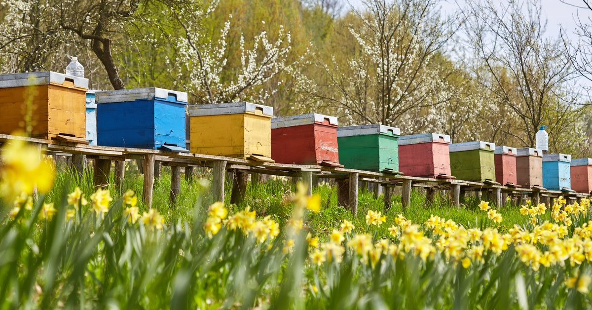 Bees Shp Why VSH Bees Are a Game-Changer for Large-Scale Beekeeping