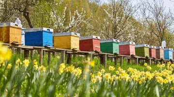 Why VSH Bees Are a Game-Changer for Large-Scale Beekeeping