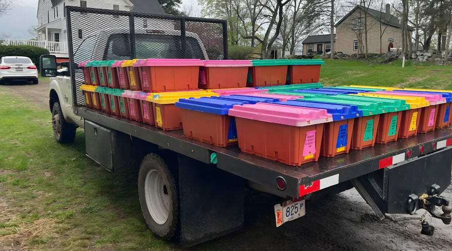 How Long Bees Can Live in a Nuc Box & When To Move to a Hive