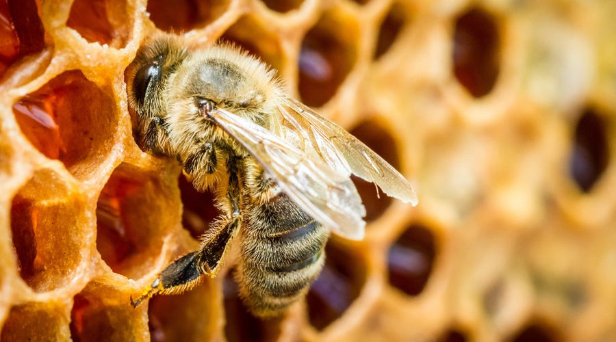 Chalkbrood Disease in Bees: Signs, Causes, and Treatment