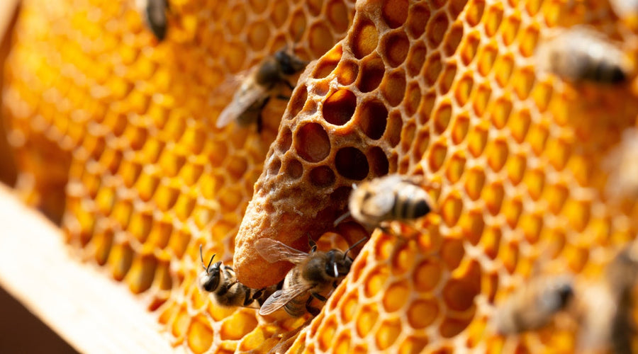 Queen Cells Explained: Swarm, Emergency, and Supersedure