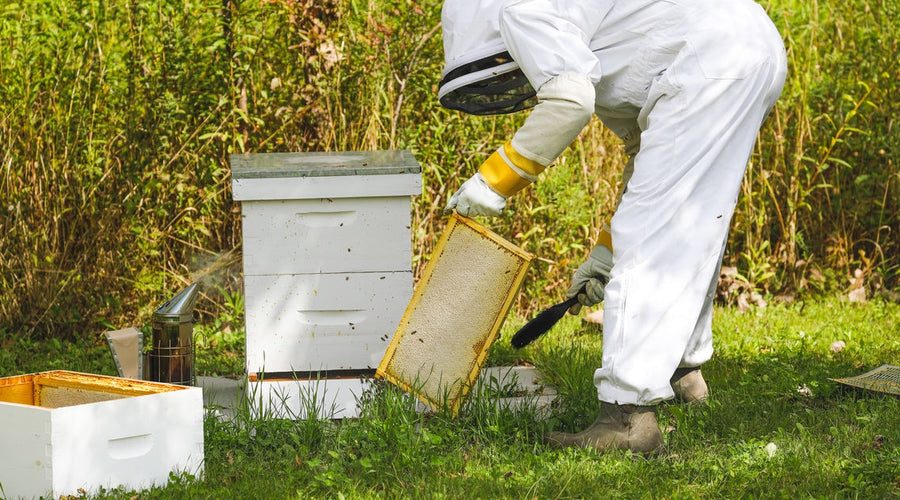 Moving Bee Hives Morning vs. Evening: What Time Is Best?