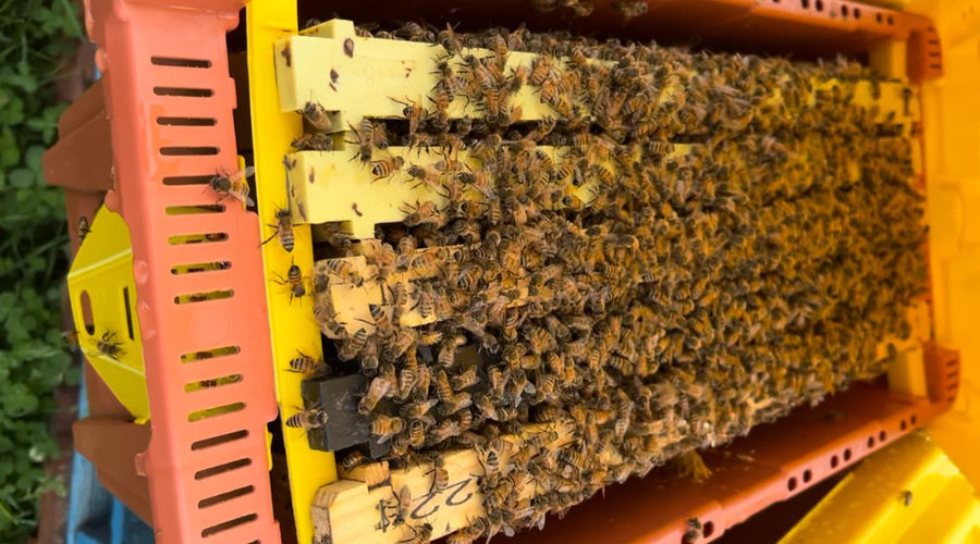 Understanding the 3 Feet 3 Miles Rule for Beekeeping