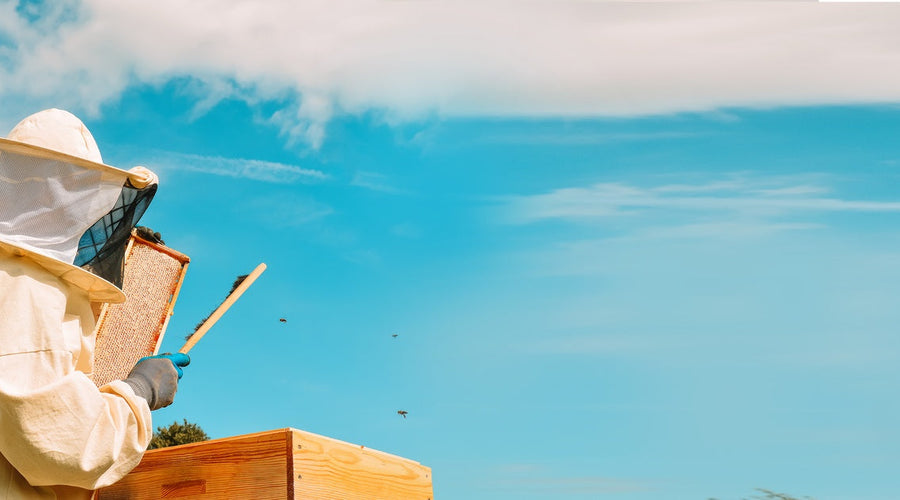 The 7/10 Rule: When To Add a Super to Your Beehive