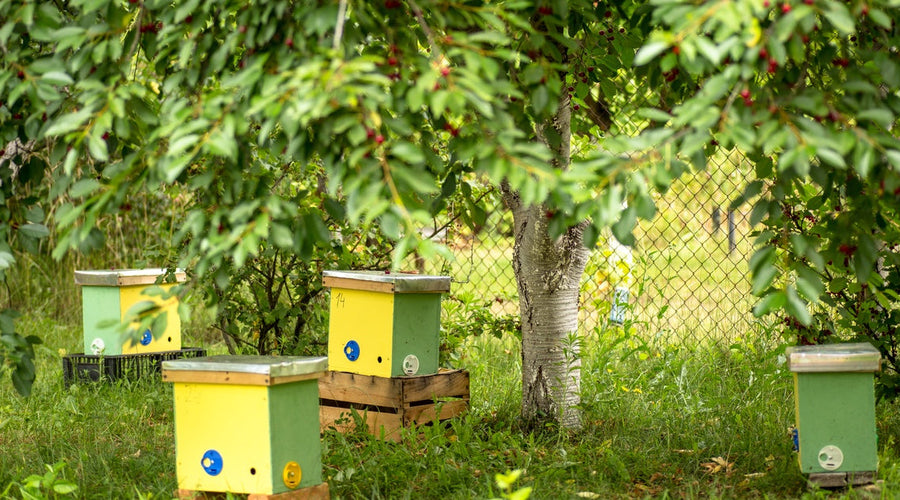 Using a Nuc Box as a Swarm Trap: What To Know