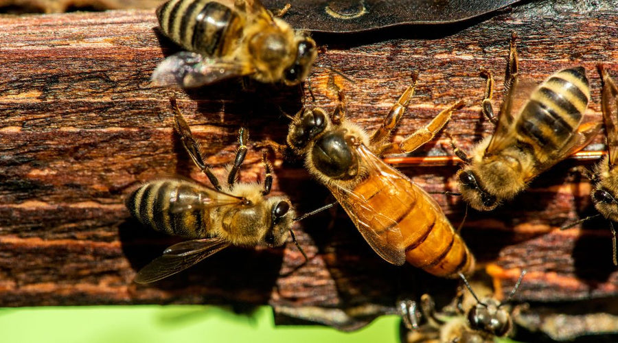 A Guide to the Different Types of Queen Bees