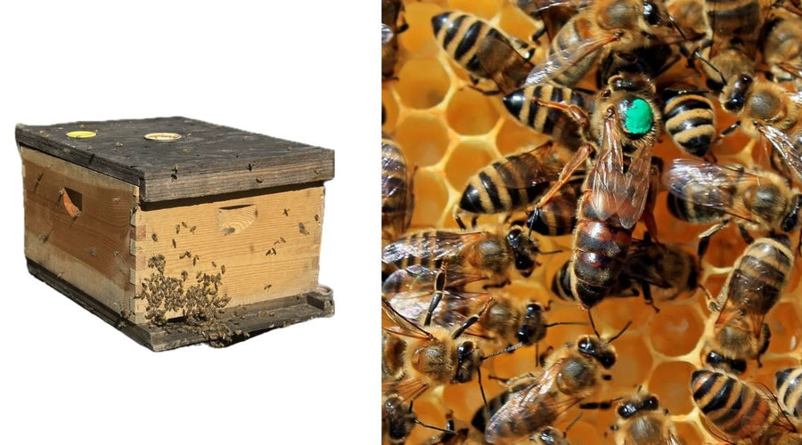 4-Frame vs. 5-Frame Nuc: Which One Should You Use?