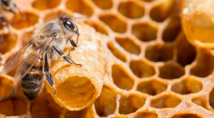 Supersedure Cells: What They Are and Why They Form