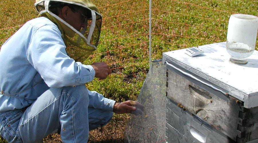 Understanding the Parts of a Beehive and Their Function